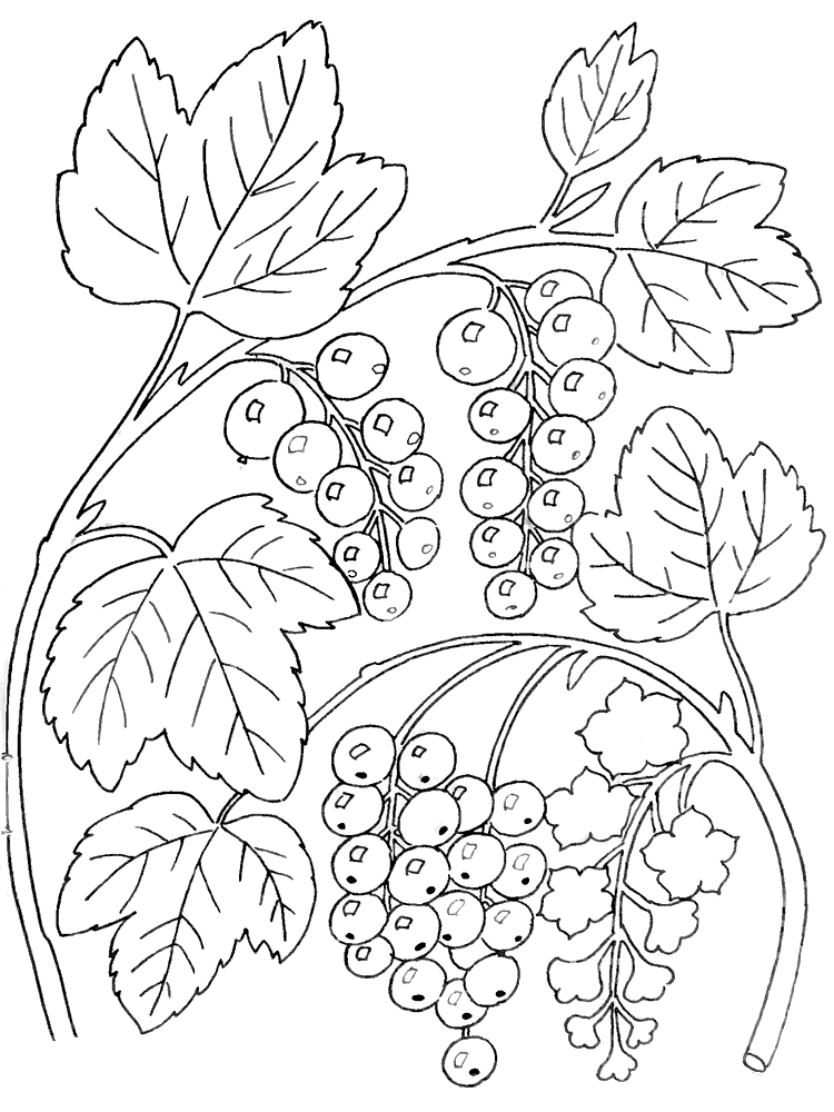 Раскраски Раскраски ягоды - Смородина