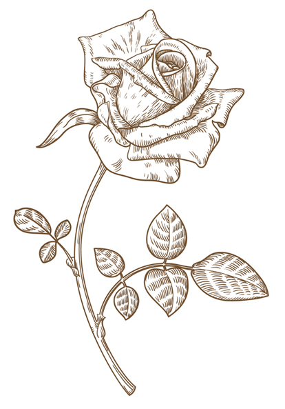 розы рисунок, рисунки карандашом роза