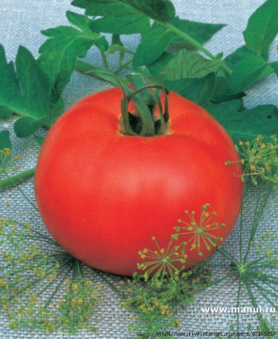 сорта томатов Самое интересное в 