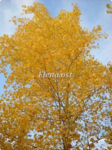 Осень, словно волшебница, разукрасила листву сказочными красками. Попадаешь в лес, словно в терем расписной. Займемся сбором красивых осенних листиков. 
Листья подсушим под прессом. 
   фото 2