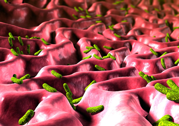 макро фото бактерии под микроскопом