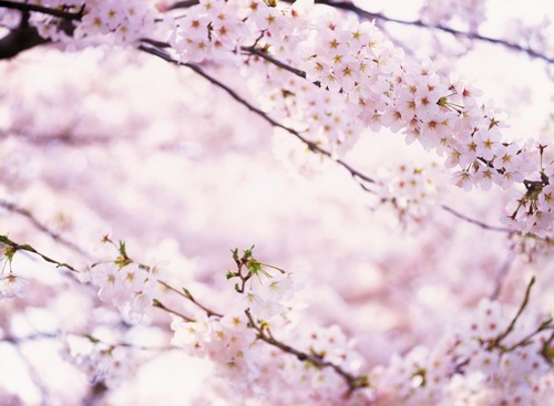 Цветущая весна - ДЕТСКИЙ МИР