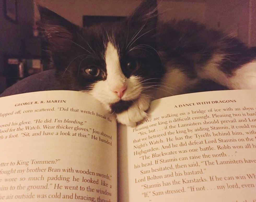 Кавайняшка: Котята и книги - YouLoveIt.ru