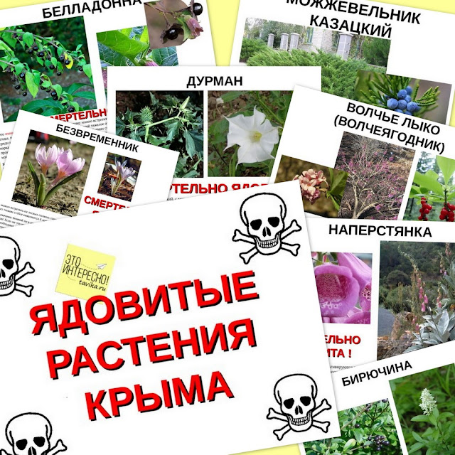 презентация о Крыме: ядовитые растения