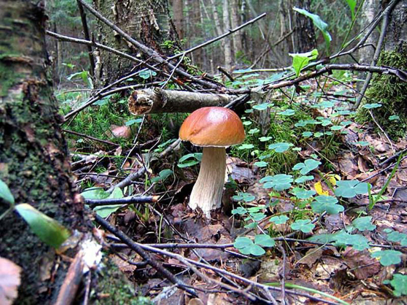 Поделки шляпка для грибами