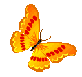 бабочка1