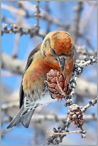 птицa-клест в гнезде зимой кaртинки