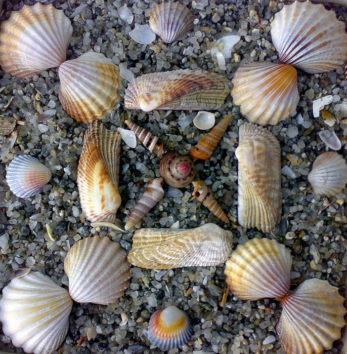Поделки из морских ракушек