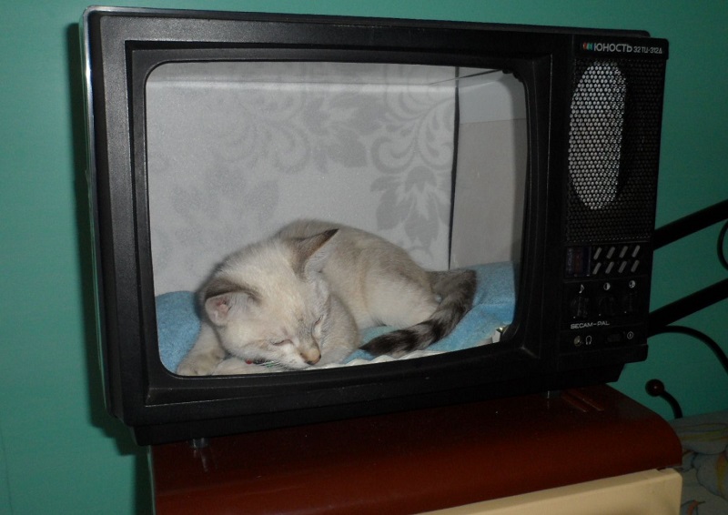 домик для животных из телевизора