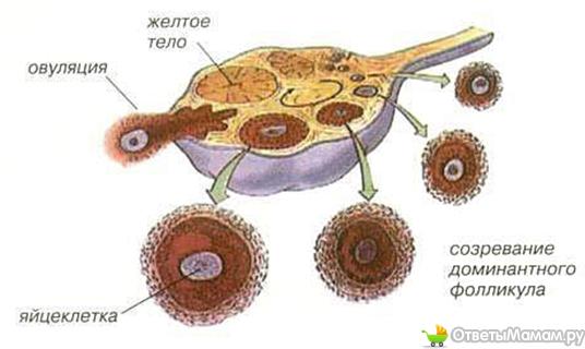  поделка из картона и бумаги своими