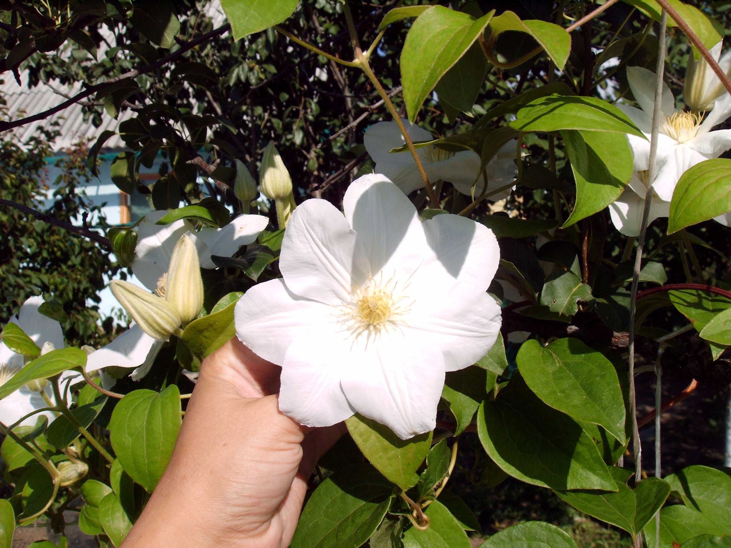 Clematis 'Madame Le Coultre'. Садовое. Фотоальбом 