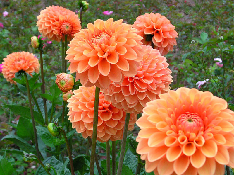 многолетние красивые цветы фото | Photo 