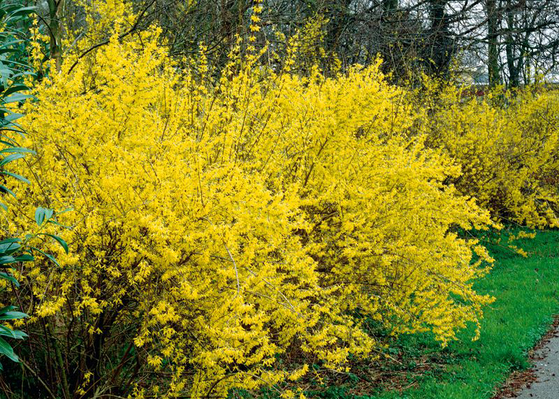 Золотое волшебство Forsythia intermedia Goldzauber