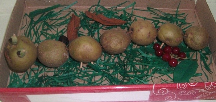 Детская поделка - Гусеница из картофеля