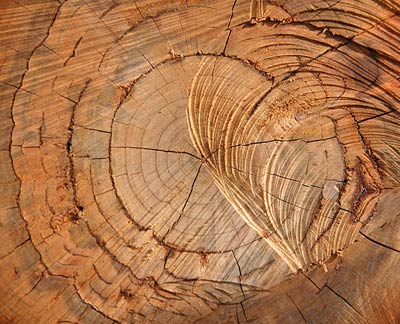 Полезные свойства можжевеловой древесины