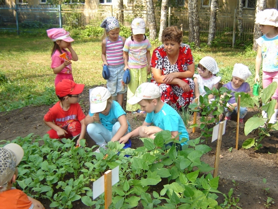 Огород в детском саду - Для 