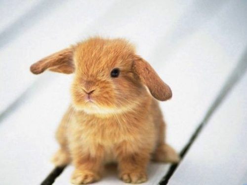 Фотографии очаровательных кроликов 