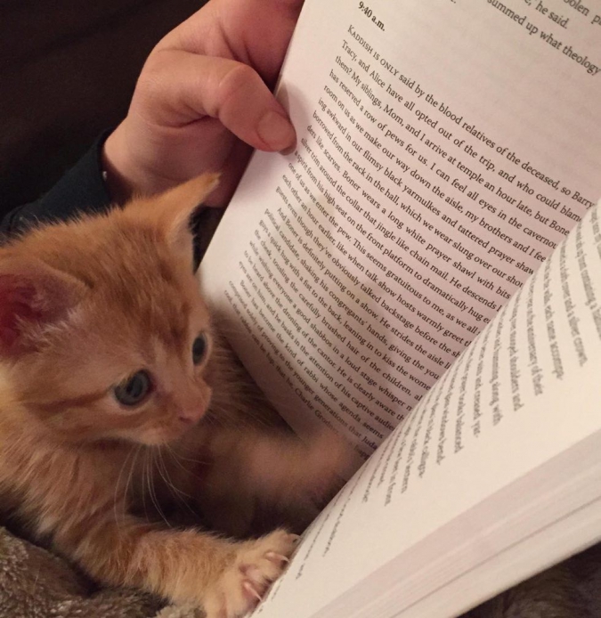 Кавайняшка: Котята и книги - YouLoveIt.ru