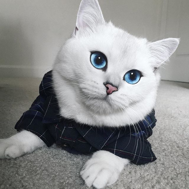 Кот с самыми красивыми глазами - YouLoveIt 