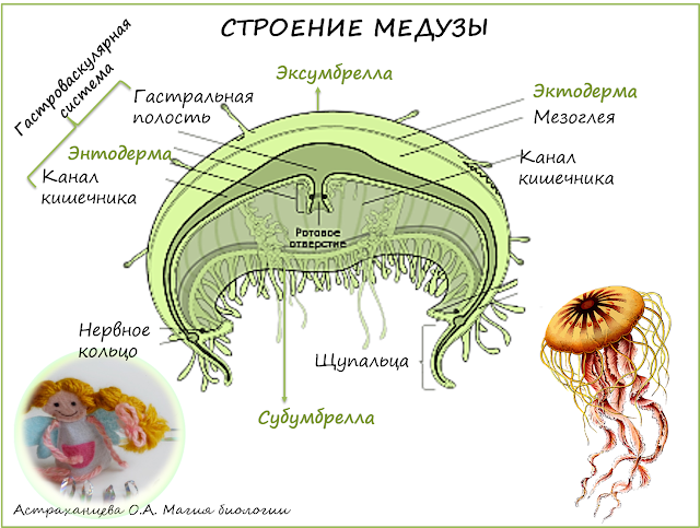novogodnjaja-igrushka-meduza-magija-biologii-kishechnopolostnye-строение-медузы