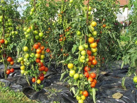 Обработка помидор http://sadovod.biz/obrabotka-pomidor 